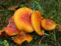 Pilzansammlung am Wegrand